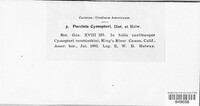 Puccinia cymopteri image